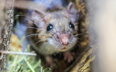 Comment gérer la présence de rats dans une entreprise ?